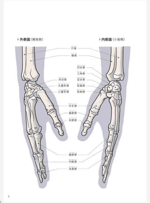 [已完成]手和腿的美术解剖学[132P]