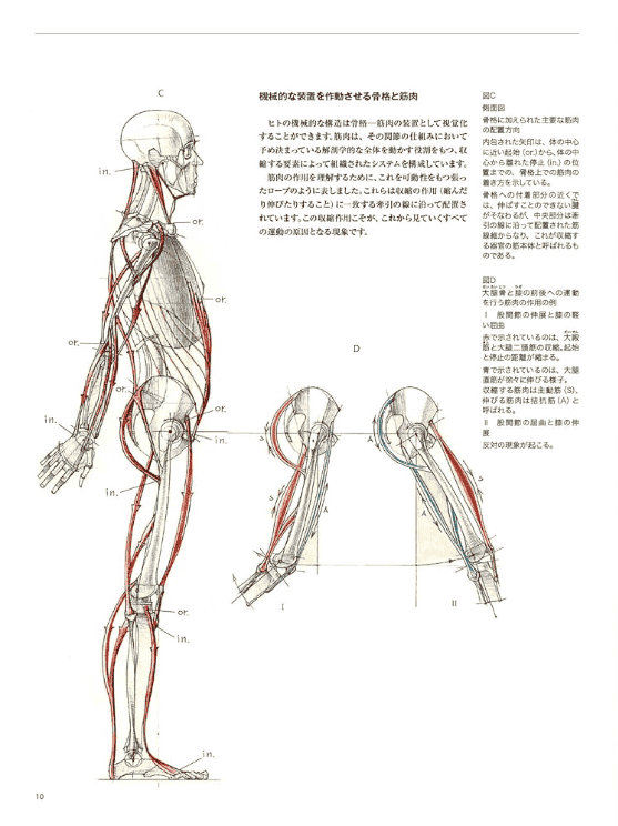 [已完成]解剖学：运动中的人体[264P]