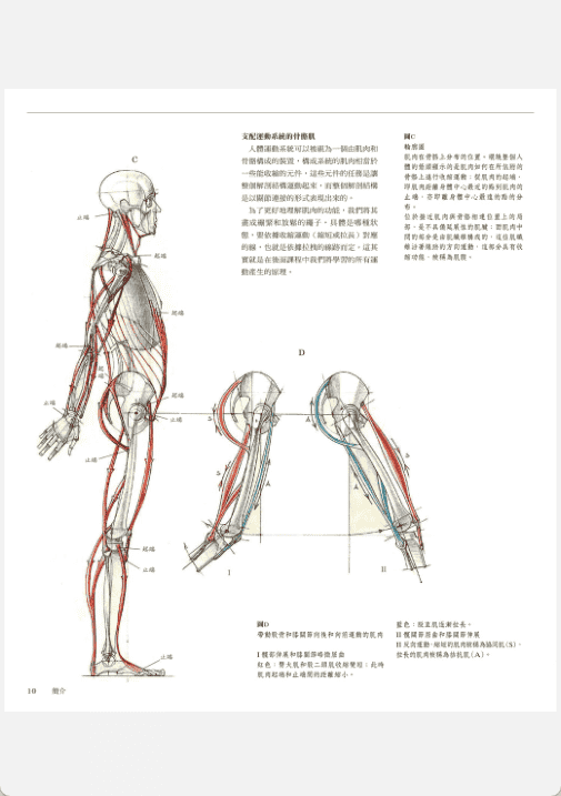[已完成]解剖学：运动中的人体结构[264P]