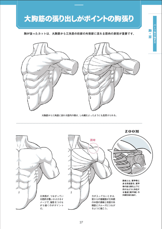[已完成]肌肉的画法!通过部位了解结构并进行区分描绘[130P]