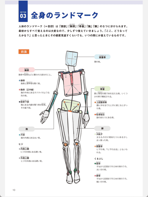 [已完成]只要掌握一点人体解剖学,就能画出令人惊叹的人物画[195P]