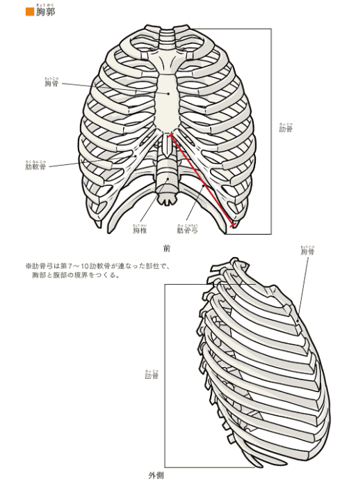 [互换中]基于轴线的人体绘画美术解剖学[432P]