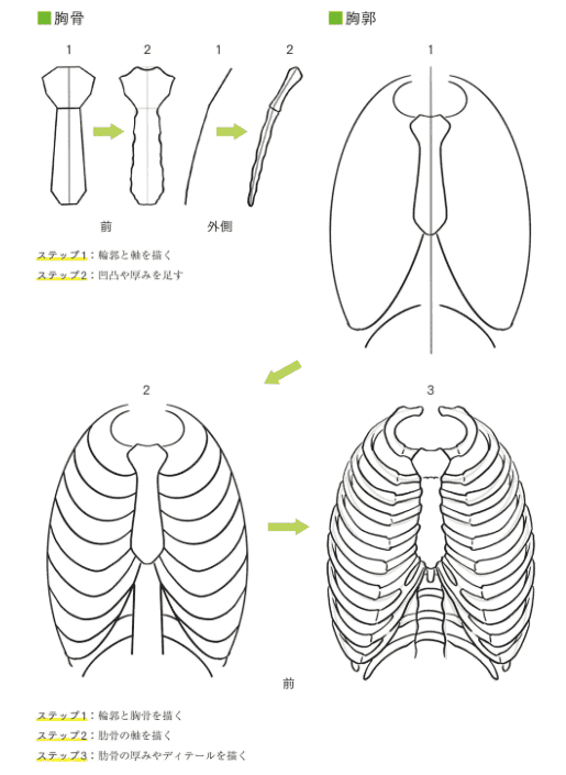 [互换中]基于轴线的人体绘画美术解剖学[432P]
