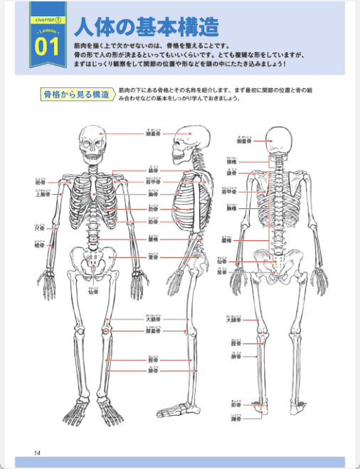 [Completed] Master Structure and Dynamics! Muscle Drawing Basics [148P]