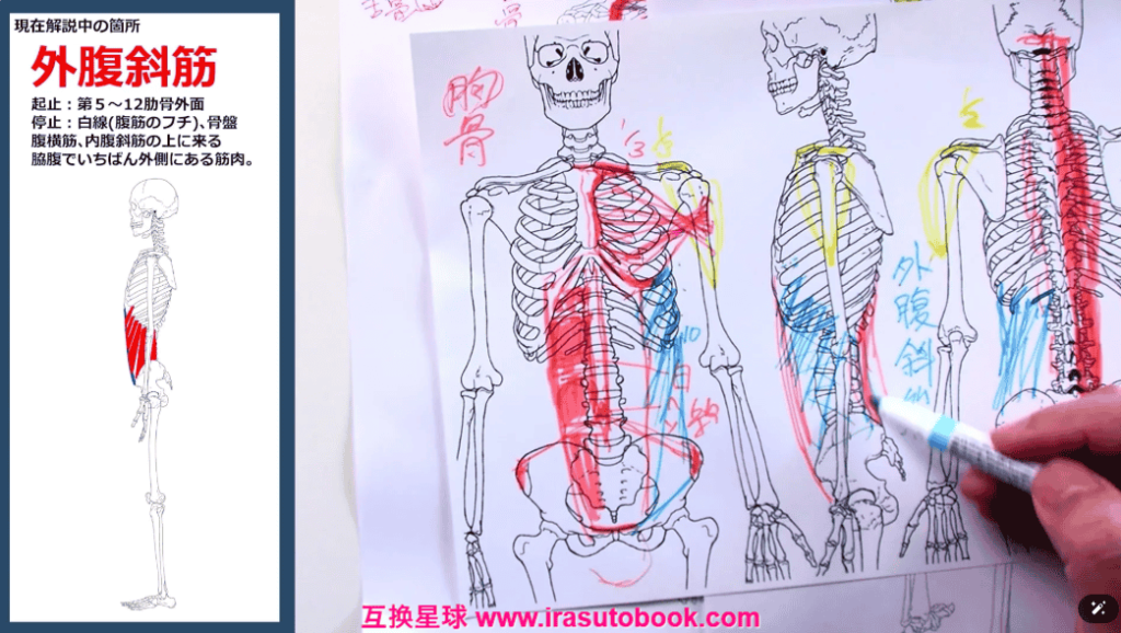 [日韩课程]美术解剖学：骨骼与肌肉外形的理解[高清画质]