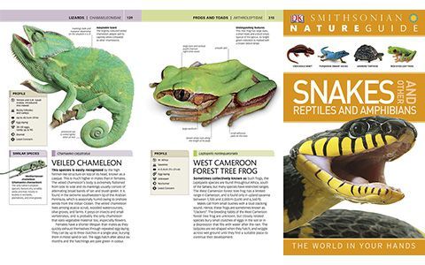 [星球图库]Nature Guide: Snakes and Other Reptiles and Amphibians[354P]