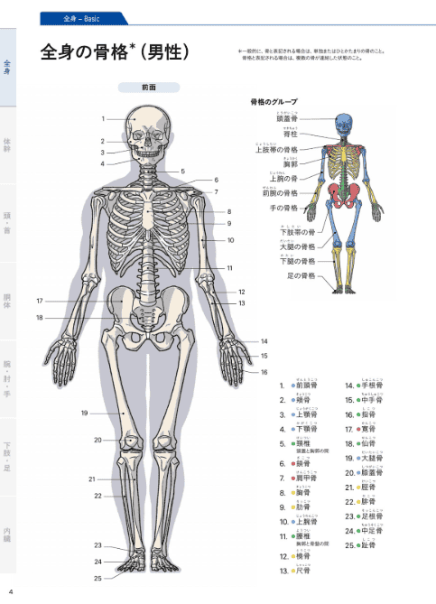 [互换中]美术解剖学基础手册[512P]