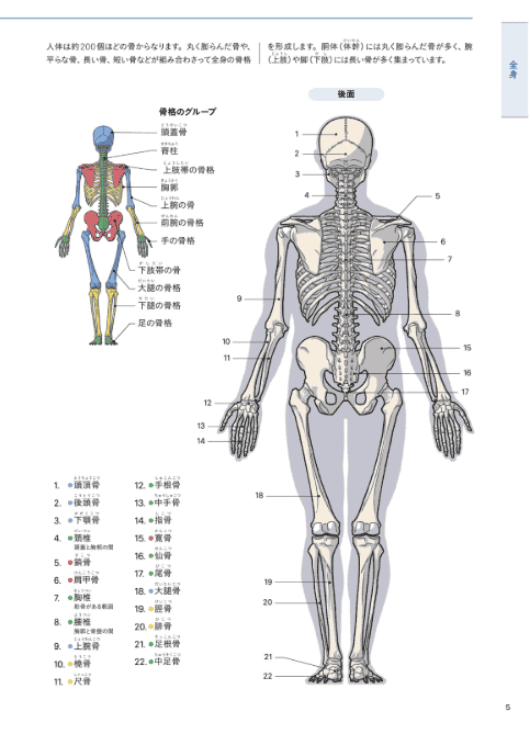 [互换中]美术解剖学基础手册[512P]